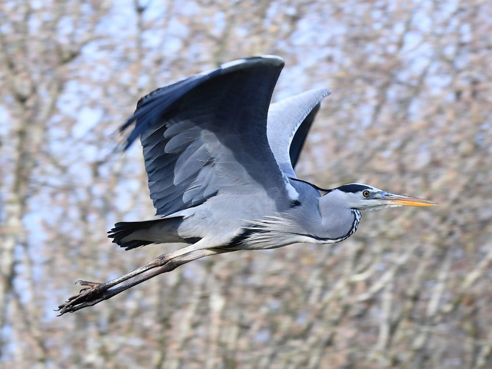 Grey-Heron